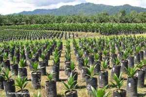 Oil palm nursery